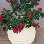 Vilă Marios Poros (Kefalonia)