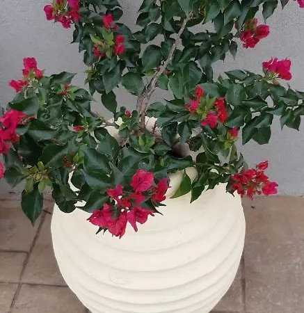Willa Marios Poros (Kefalonia)